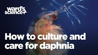 Caring and Culturing for Daphnia [upl. by Abeh]