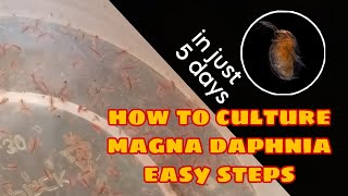 How to Culture Magna Daphnia Easily [upl. by Idet]