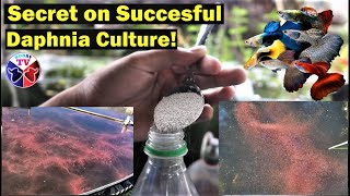 How to Culture Daphnia Successfully [upl. by Margette670]