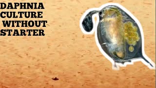 HOW TO CULTURE DAPHNIA NATURALLY WITHOUT A STARTER [upl. by Grethel]