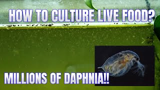 How to Culture Daphnia Secret Method to Breed MILLIONS  Simply Aquatic [upl. by Ikoek911]