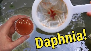 How I Culture Daphnia In Outdoor Tubs [upl. by Nonnarb839]