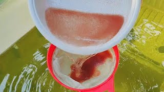 How to culture daphnia  Daphnia culture  How to grow daphnia outdoor [upl. by Ahsal]