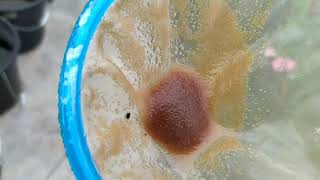 How to culture daphnia moina in a small container Part 1 English Subtitle [upl. by Thirza]