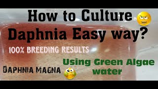 Daphnia MagnaHow to Culture Daphnia Easy wayCulturing Daphnia using Green water Daphnia [upl. by Juliana456]