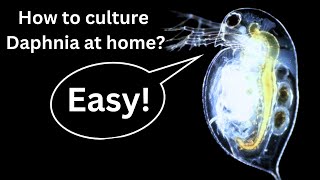 BEST Live Fish Food Beginner guide How to Culture Daphnia at home [upl. by Aicssej180]