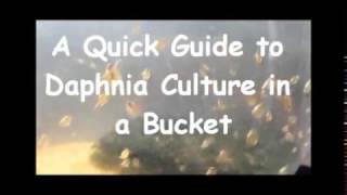 How to culture daphnia outside [upl. by Ailecec]