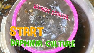 How to culture daphnia moina the easy way 1  Starting the Daphnia culture [upl. by Eseuqram]