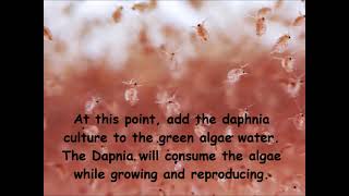 Daphnia  How to grow daphnia in your home [upl. by Lorak]