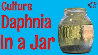 How to Culture Daphnia in a Jar [upl. by Evanthe185]