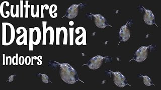 How to Culture Daphnia [upl. by Lacee]