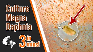 How to culture DAPHNIA MAGNA  The easy way [upl. by Storz]