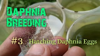 Daphnia Culture made simple and easy 3  Hatching Daphnia eggs [upl. by Per361]