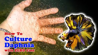 How to Culture Daphnia with ZERO Cost  Unlimited Live Food For Our Fish [upl. by Lette]