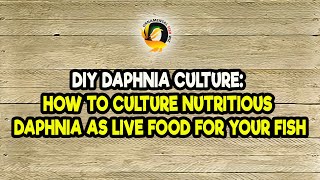 DIY Daphnia Culture How to Culture Nutritious Daphnia as Live Food for Your Fish [upl. by Corabel840]