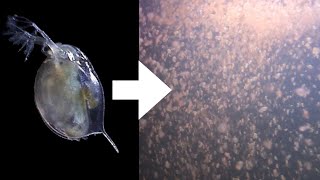 How I Culture Daphnia [upl. by Sisak]