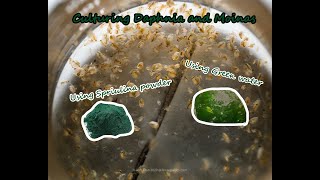 How To Culture Daphnia and Moinas using Green Water Spirulina powder [upl. by Jewett552]