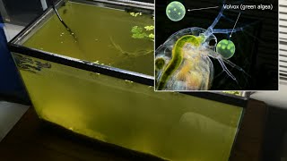 Raising Daphnia for the Freshwater Aquarium [upl. by Atnauq358]