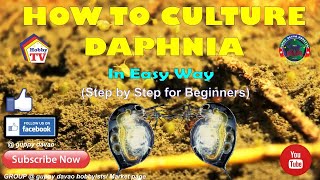 HOW TO CULTURE DAPHNIA In Easy Way [upl. by Dennison]